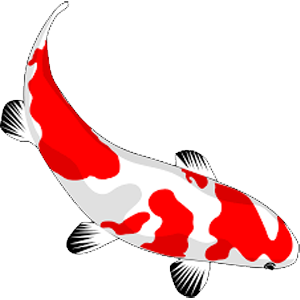 KOI kapre do 50 cm